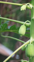 Obraz premium Carica Papaya Fruit Growing on Tree with Lush Green Foliage in a Tropical Garden