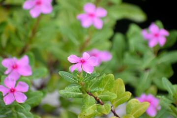 Vibrant Catharanthus Roseus Periwinkle Flower with Pink Petals for Garden Lovers