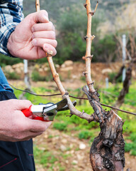 Winegrower pruning the vineyard with professional steel scissors. Traditional agriculture. Winter pruning, Guyot method.