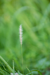 Tall Imperata Cylindrica Sharp Grass Swaying in the Wind in a Natural Landscape