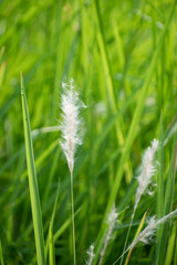 Close-Up of Imperata Cylindrica Sharp Grass with Unique Textured Leaves in Nature