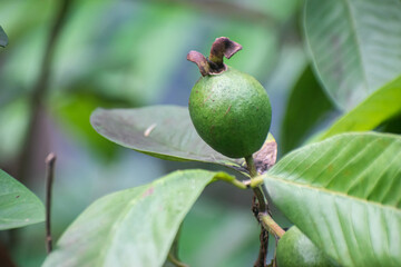 Psidium Guajava Guava Fruit on Tree with Lush Green Leaves in Tropical Garden