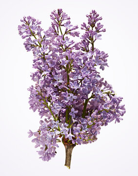 Lilac Bouquet on White Background