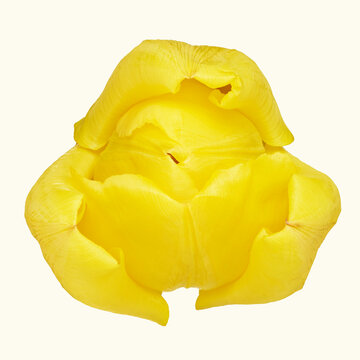 Vibrant Yellow Tulip Blossom