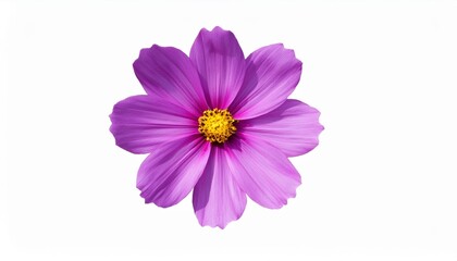 purple cosmos flower isolate white background with clipping route