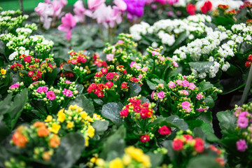 Kalanchoe Kalandiva flowers