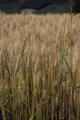Epis de blé vert dans un champ en gros plan