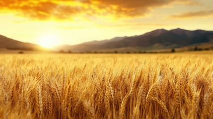 Fototapeta premium Golden wheat field sunset landscape, mountains background; nature, agriculture, harvest