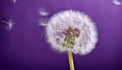 blowball flower close up one dandelion with white fluffy pappus seeds on a purple backgrounds