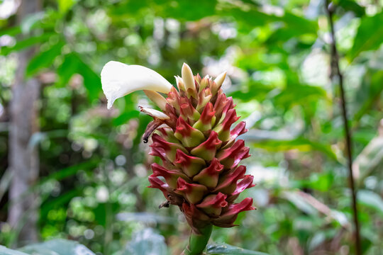 Close-up of Costus barbatus flower (Spiral Ginger or Red Tower Ginger). It has a distinctive cone-like structure of red and green bracts, with a single white petal protruding. Blurred green of foliage
