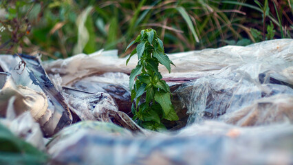 Plants dying from plastic, the need for recycling and cleaning, environmental pollution,...