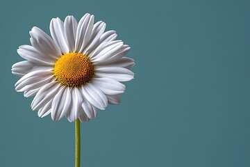 A single white daisy on a teal background