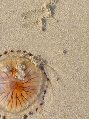 seashell on the beach