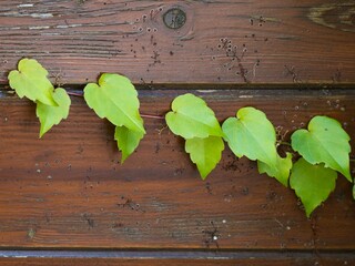 The shoot of Boston ivy (Parthenocissus tricuspidata) with three-lobed leaves is firmly attached to a wooden fence., Close up.