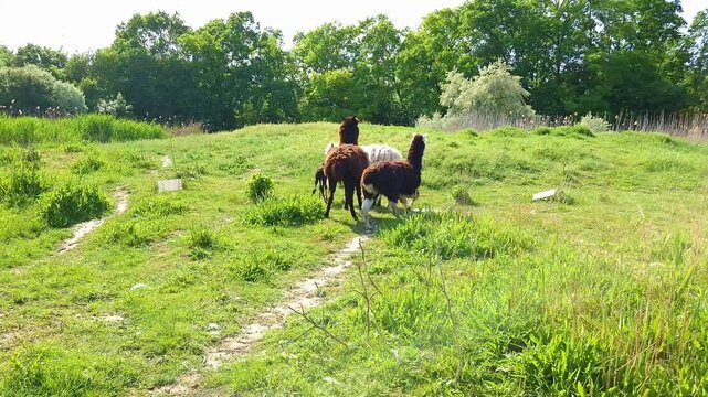 Birth of an Alpaca cria, its scientific name is Vicugna pacos