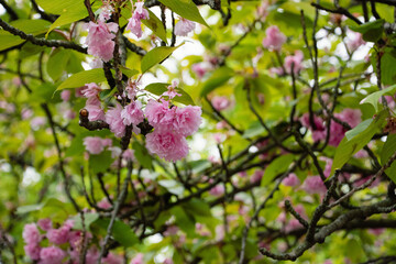Pink cherry blossom branches