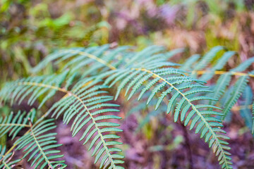 山頂の植物(タイ)