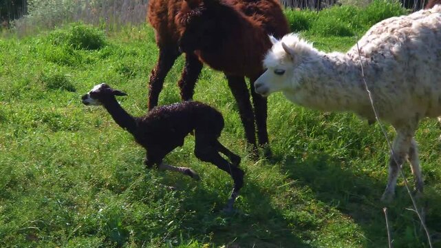 Birth of an Alpaca cria, its scientific name is Vicugna pacos