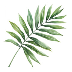 Fototapeta premium Summer greenery tropical palm leaf arrangement nature scene botanical vibrant environment close-up perspective