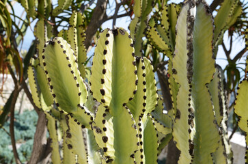 trunks cactus close-up well-developed structure of cactus blue sky