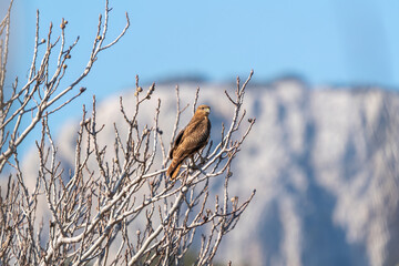 A falcon in the perched position