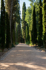 An empty avenue with cypress trees located in the Alhambra in Granada, Spain.