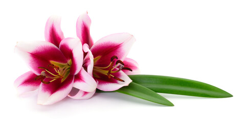 Two pink lilies.