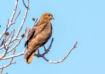 A falcon in the perched position
