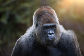 Majestic Western Lowland Gorilla Portrait in Soft Sunlight. Ideal for Wildlife, Conservation, and Educational Themes.