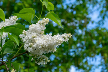White lilac bloom in spring