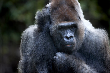 Obraz premium Close-Up Portrait of a Majestic Western Lowland Gorilla in Natural Habitat. Perfect for Wildlife, Conservation, and Nature Photography Themes.