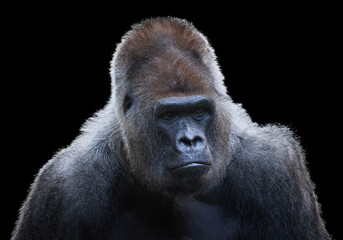 Intense Portrait of a Silverback Western Lowland Gorilla on Black Background. Ideal for Conservation, Wildlife Studies, and Artistic Displays. 