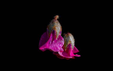 Blume schwarzer Hintergrund Bund 