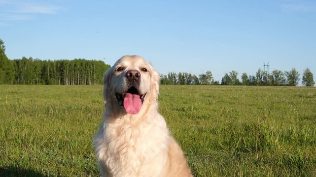 A cute dog sits on the green grass. Golden Retriever playing on the lawn on a sunny day.