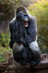 Yawning Western Lowland Gorilla on a Tree Trunk in Vibrant Jungle Setting. Perfect for Wildlife, Conservation, and Behavioral Study Themes.