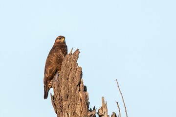 A falcon in the perched position