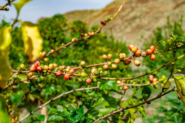 A bunch of green leaves with red berries hanging from them