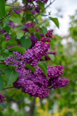 Purple lilac bloom in spring