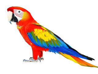 Obraz premium Isolated Standing Scarlet Macaw Parrot