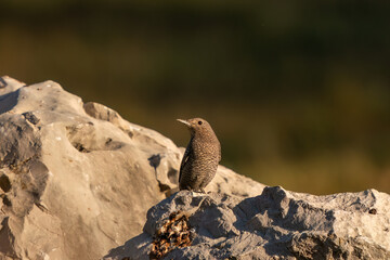 A blue-rock thrush bird on a rock