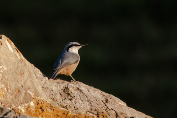 A rock nuthatch bird on a rock