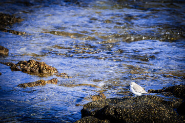 Kleine Vögel am Wasser 