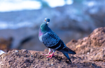 Taube auf Gran Canaria Porträt