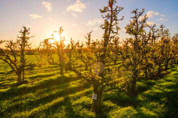 Apple tree orchard during sunset.