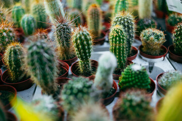 background of cacti of different shapes and sizes