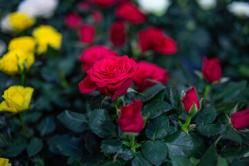 red bush rose background image