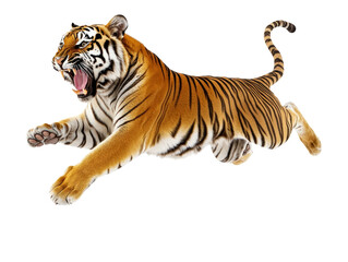 Obraz premium Isolated Leaping Tiger with Open Mouth