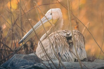 A pelican rests peacefully on a rock, surrounded by gentle autumn colors and soft evening light....