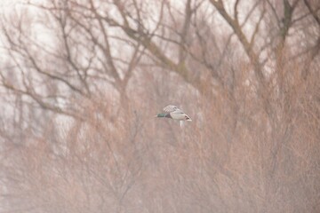 A graceful bird soars through a foggy environment, surrounded by bare trees that create a serene...