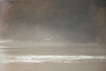 A solitary bird gracefully glides over the surface of a mist-covered river, surrounded by soft morning light and tranquil natural beauty. The stillness of dawn enhances the serene atmosphere